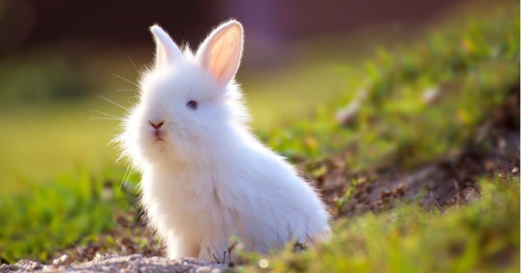 baby rabbit closeup