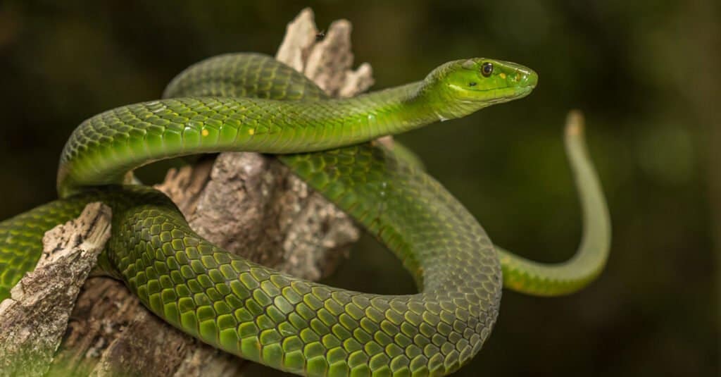 Eastern Green Mamba