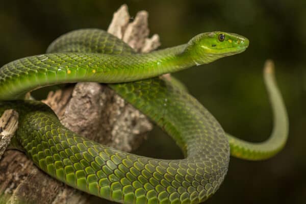 Eastern green mambas are members of the Elapidae family and inhabit the coastal rainforests of East Africa.