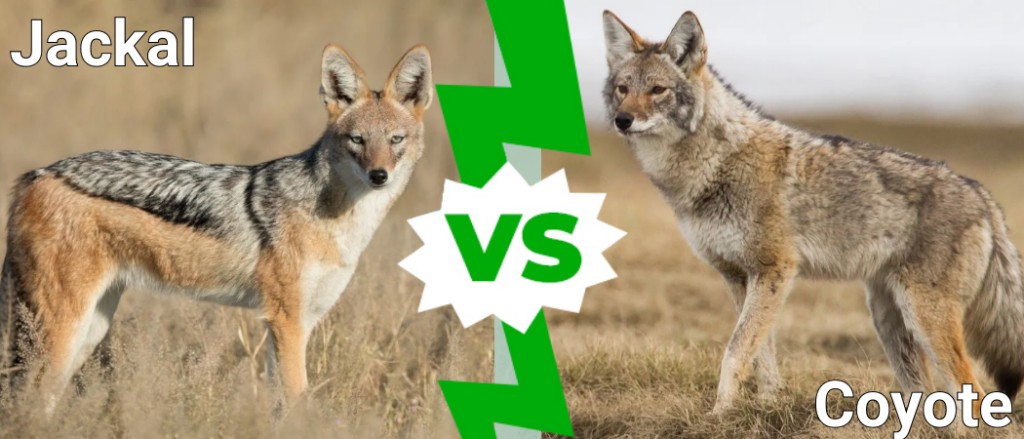 Jackal vs Coyote
