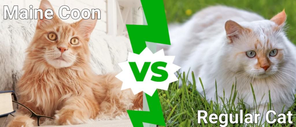 Maine Coon  vs Regular Cat