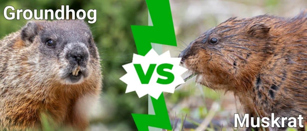 Groundhog vs Muskrat