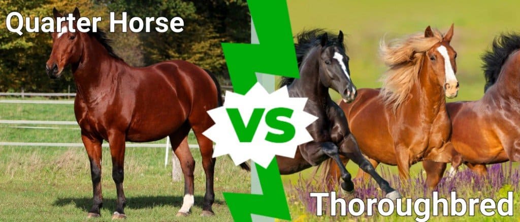 Quarter Horse vs Thoroughbred: What Are the Differences? - A-Z Animals