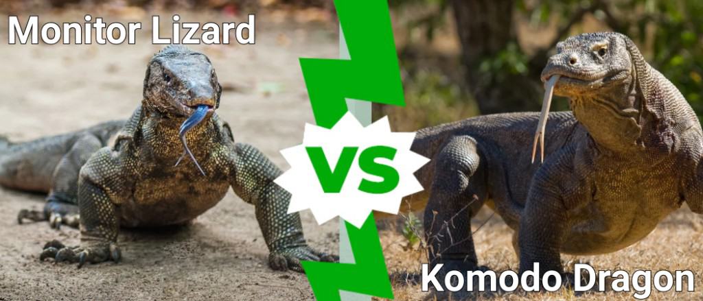 Monitor Lizard vs Komodo Dragon
