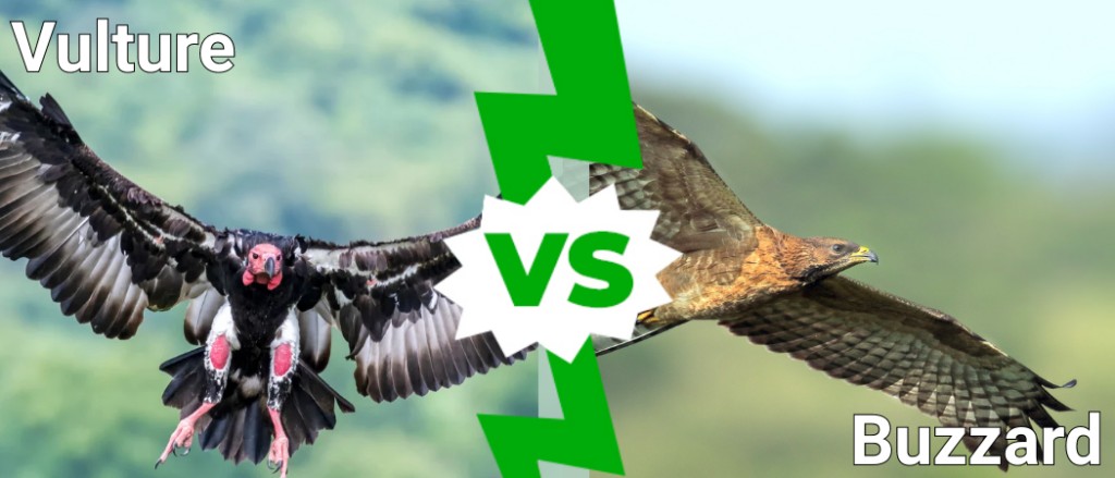 vulture vs buzzard