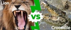 Huge Male Lion Destroys Crocodile Walking on His Land Picture