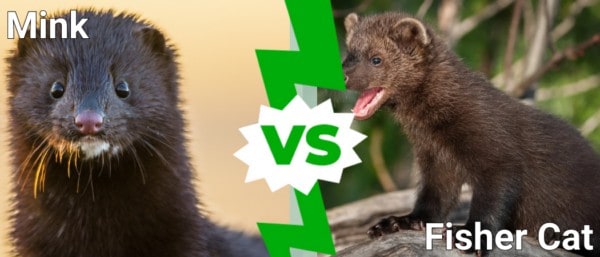 Mink Vs Fisher Cat - A-Z Animals