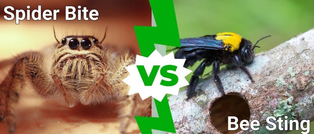 Spider Bite vs Bee Sting: Which Is More Dangerous? And Which Hurts More ...