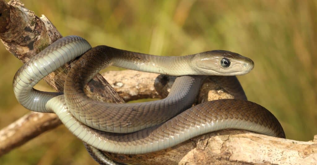 juvenile black mamba on a tree branch