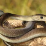 Black mambas grow quickly, and within 1 year of hatching can reach 6 feet in length.