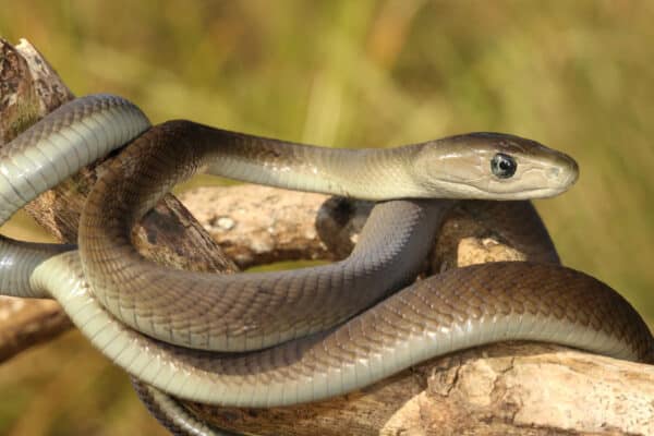 Black Mamba - A-Z Animals