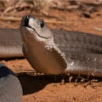 When threatened, a black mamba will often spread a narrow cobra-like hood.