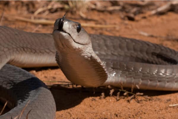 When threatened, a black mamba will often spread a narrow cobra-like hood.