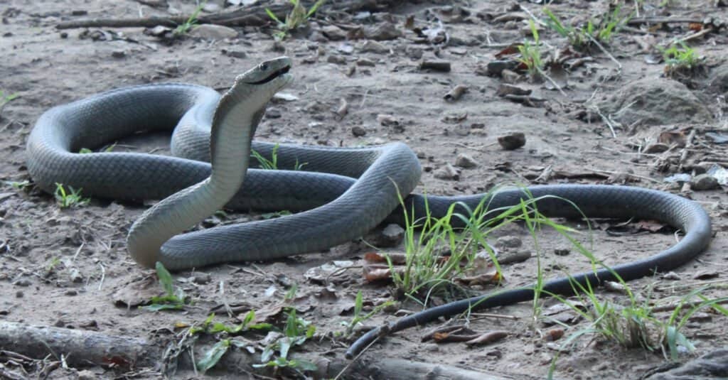 Black mamba in a defensive posture