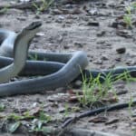A black mamba can raise up to 40% of its body off the ground, explaining why most bites are on the upper body.