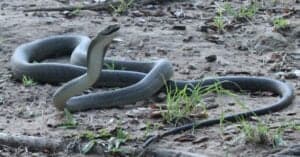 Black Mamba vs Rattlesnake: Who Would Win in a Fight? Picture