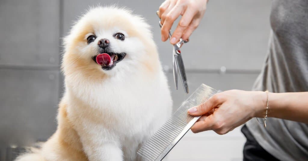 dog grooming shears