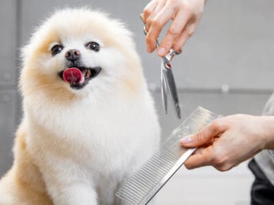 A The 5 Best Dog Grooming Jackets for Professionals