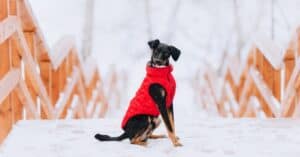 Do Dogs Need To Wear Coats In Cold Weather? See the Definitive Answer Picture