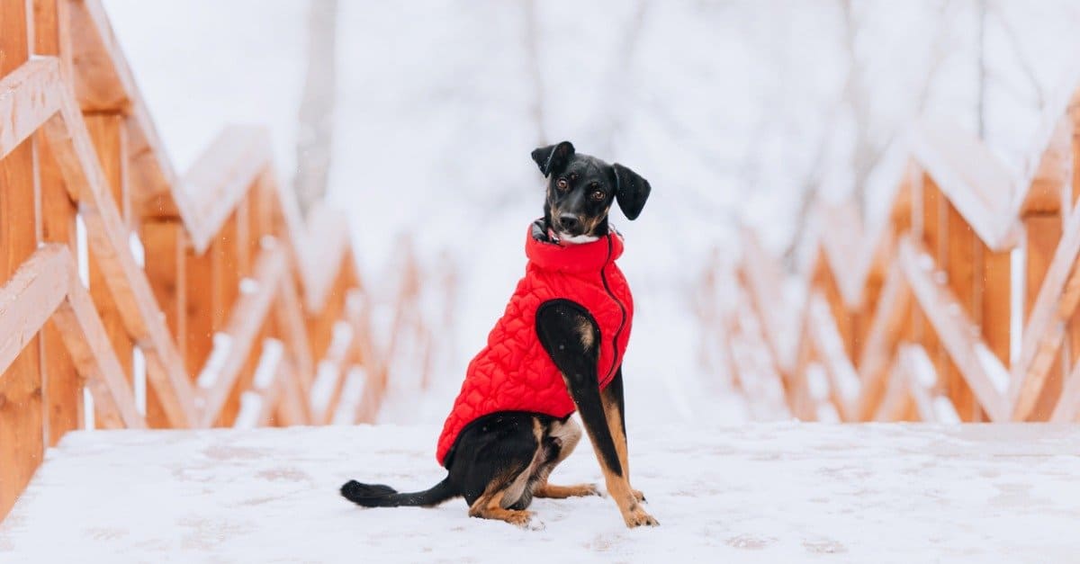 A dog wears a winter coat on a snowy bridge.