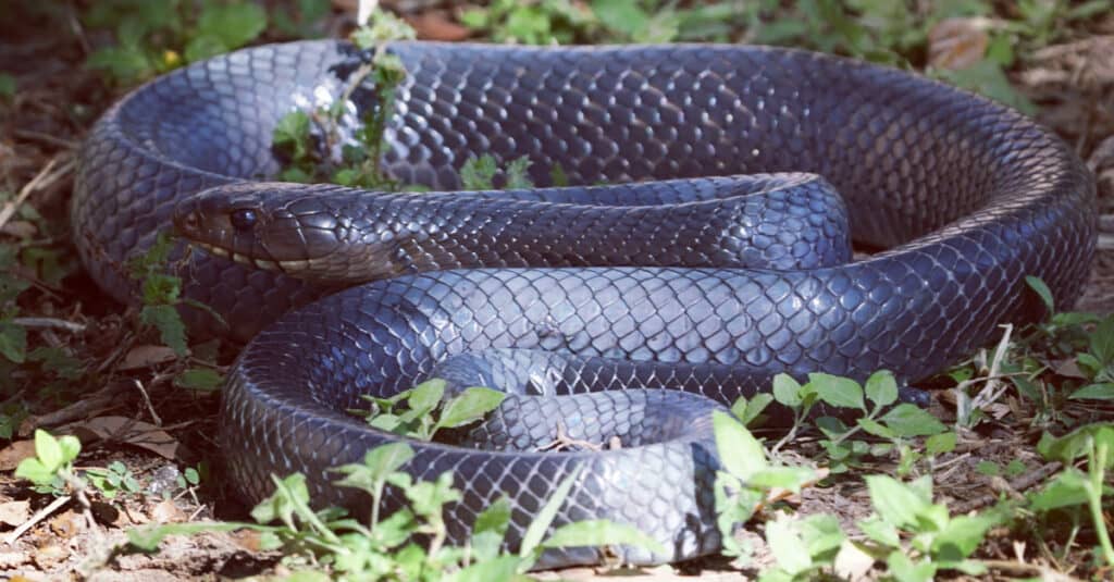 Texas indigo snake coiled in green plants