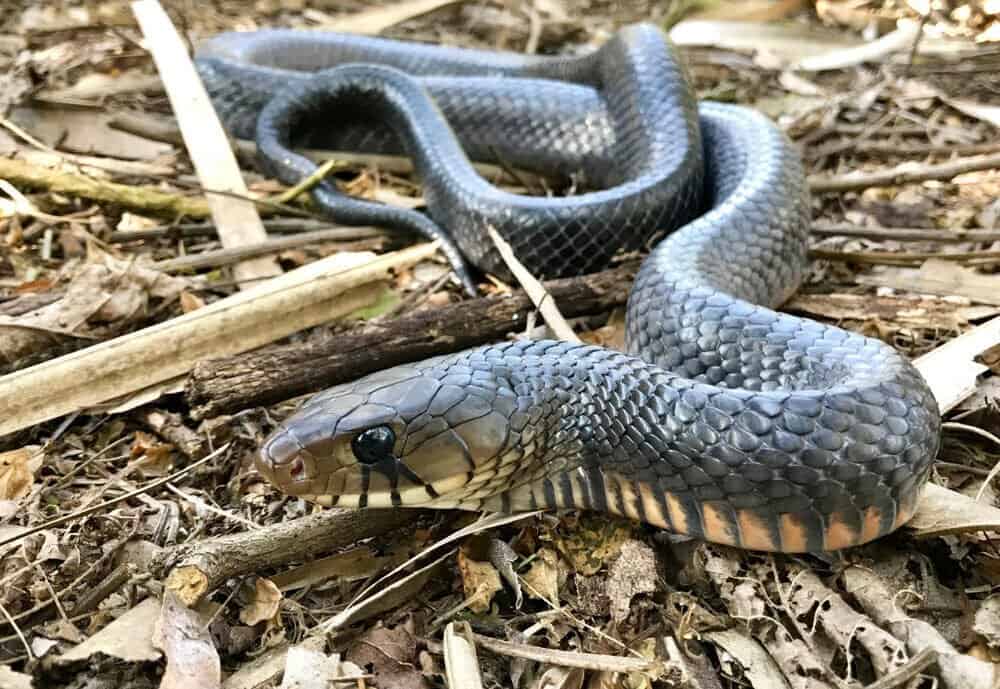 Wild Texas Indigo Snake facing the camera