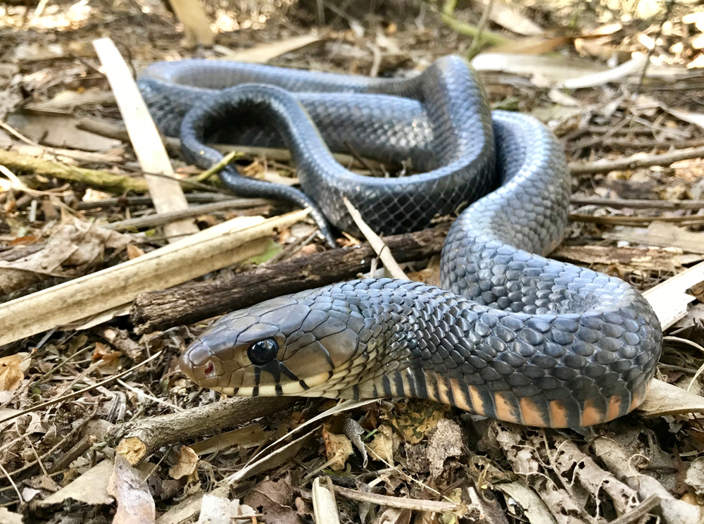 Wild Texas Indigo Snake facing the camera