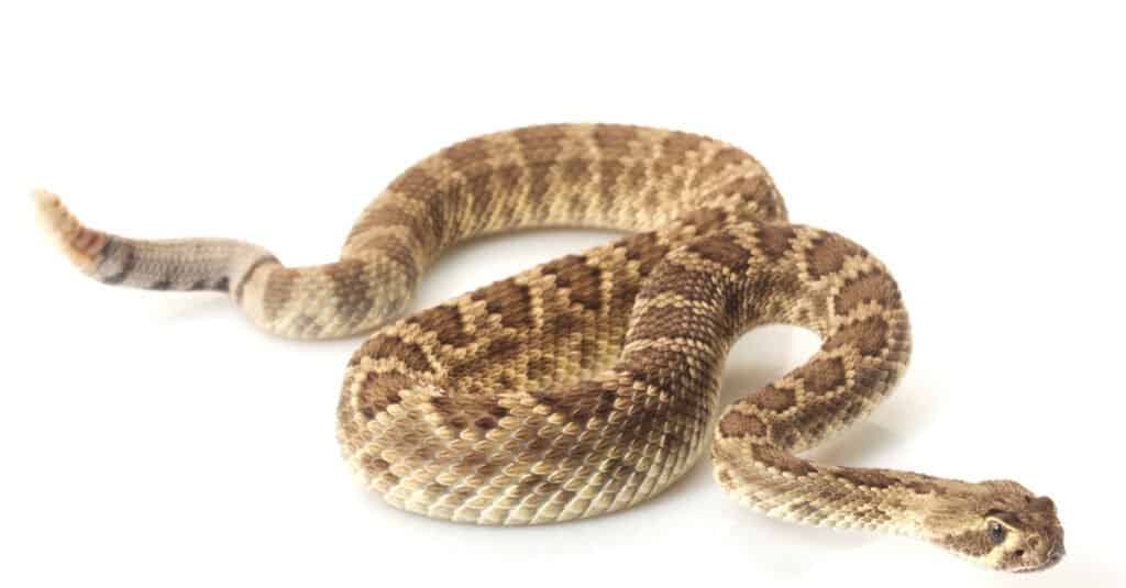 dwarf mojave rattlesnake isolated on white background