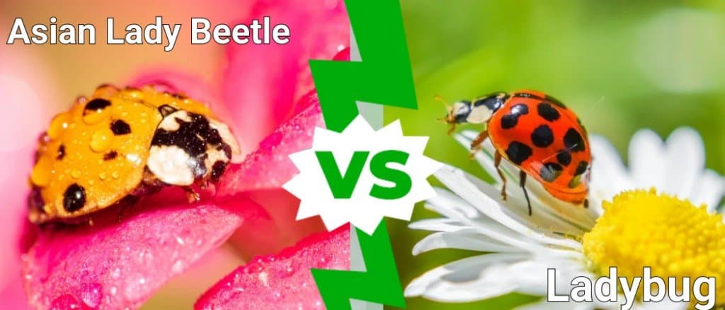 asian lady beetle vs ladybug