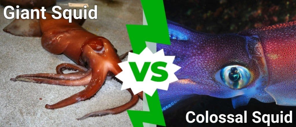 Giant Squid Compared To Colossal Squid