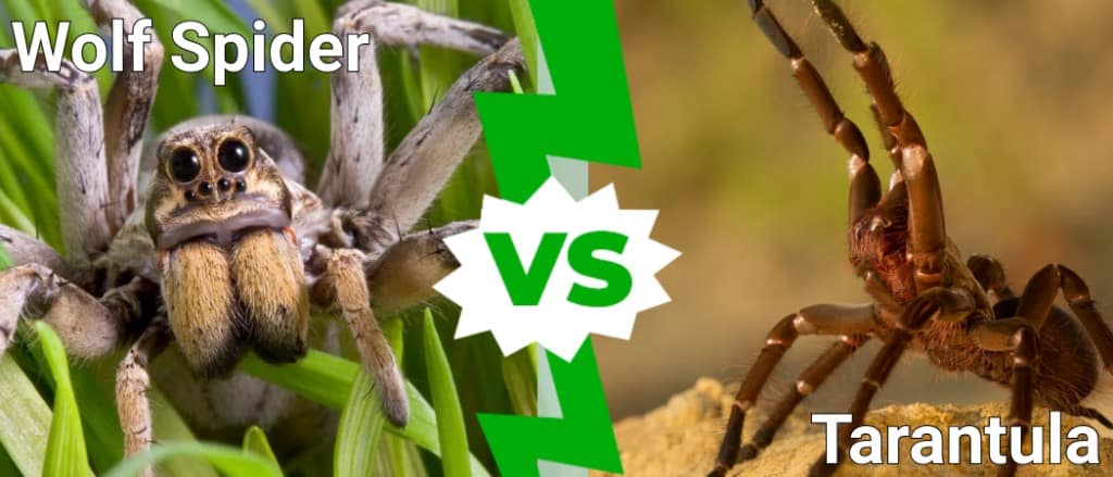 Wolf Spider vs Tarantula