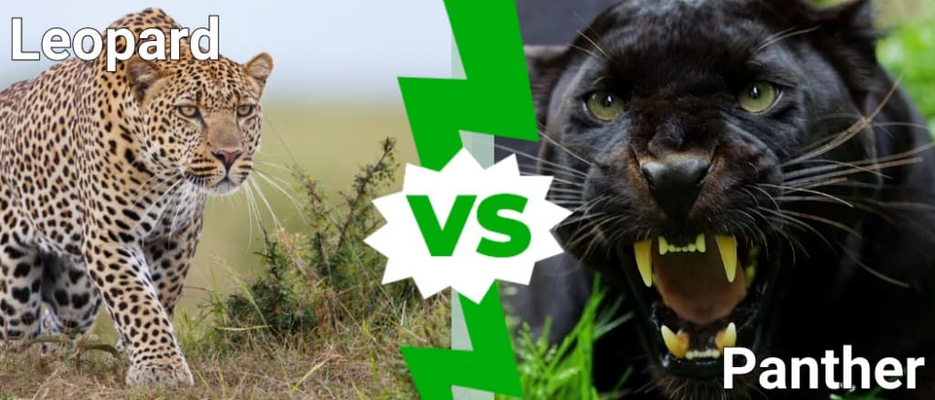 African Lion VS Black Panther( Black Jaguar and leopard) Which one