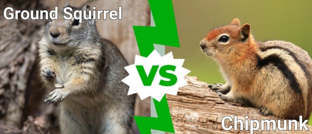 ground squirrel vs chipmunk