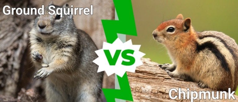 ground squirrel vs chipmunk