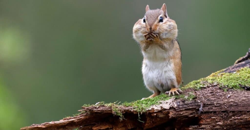 ground squirrel vs chipmunk