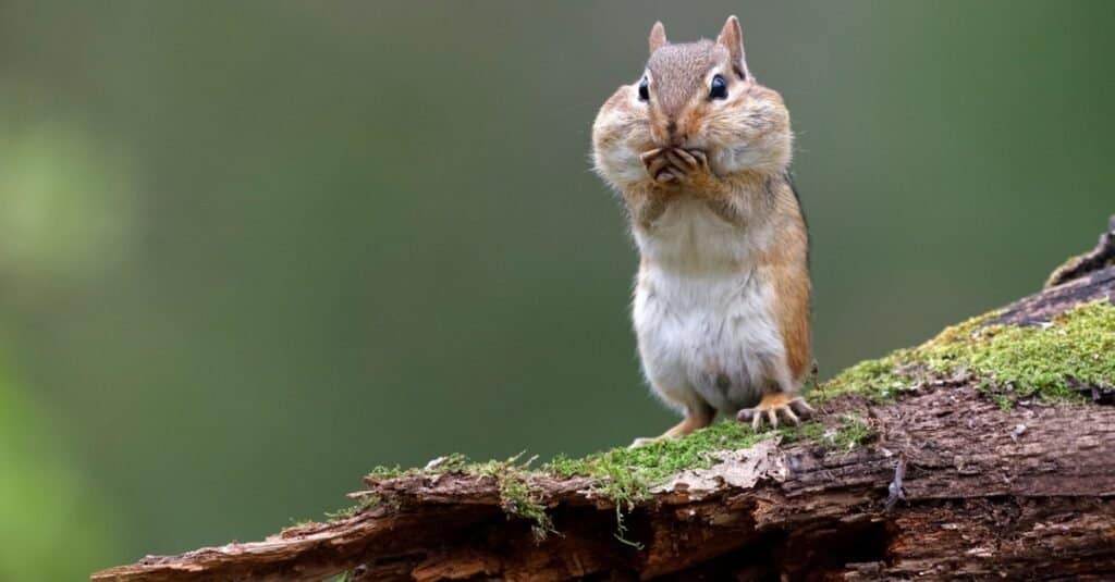 eastern chipmunk with cheeks full