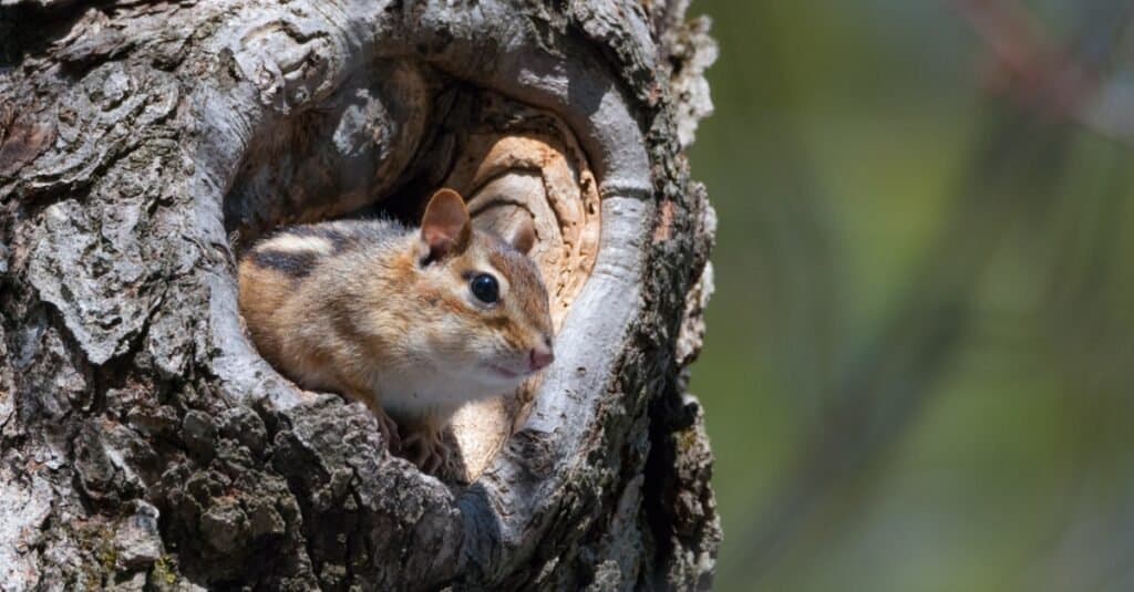 eastern chipmunk in tree