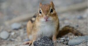 Chipmunk Droppings: How To Tell If You’re Looking At Chipmunk Poop Picture