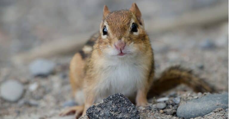 close up of an eastern chipmunk