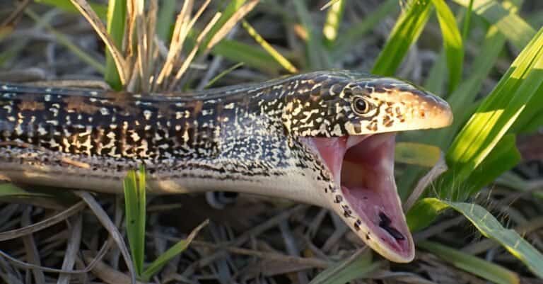 eastern glass lizard with mouth open