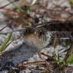 Eastern glass lizard