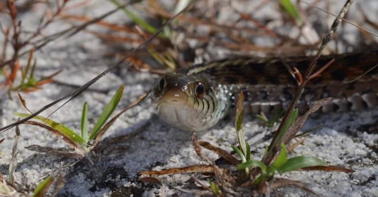 front face view of an eastern glass lizard