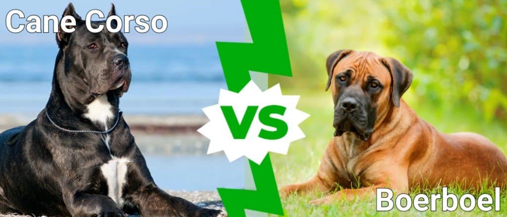 Cane Corso vs Boerboel