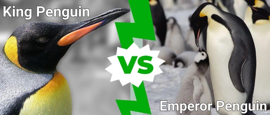 King Penguin vs Emperor Penguin: What Are the Differences? - A-Z Animals