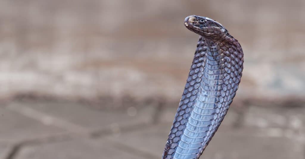Closeup of egyptian cobra