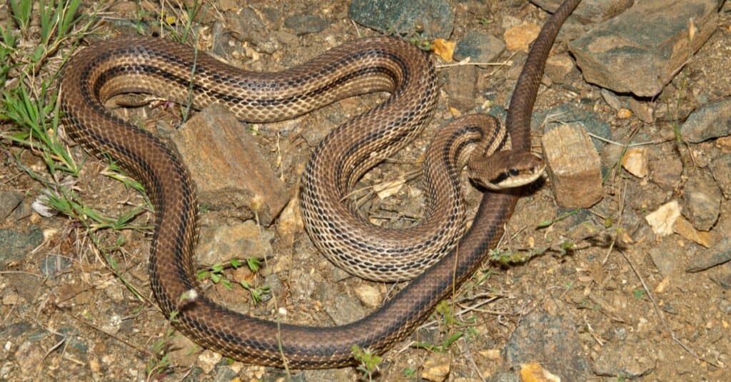 Four-lined rat snake