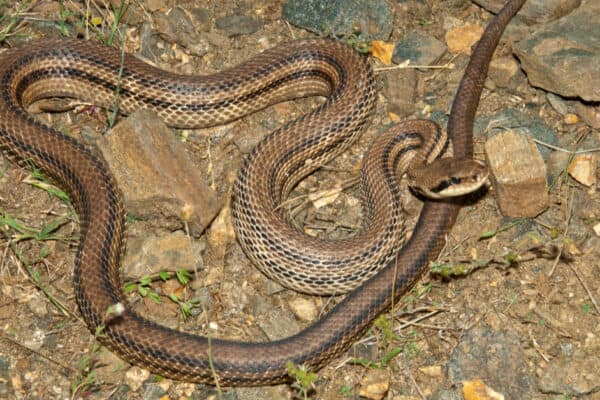 Elaphe quatorlineata - the four-lined rat snake occurs in Macedonia and Greece.