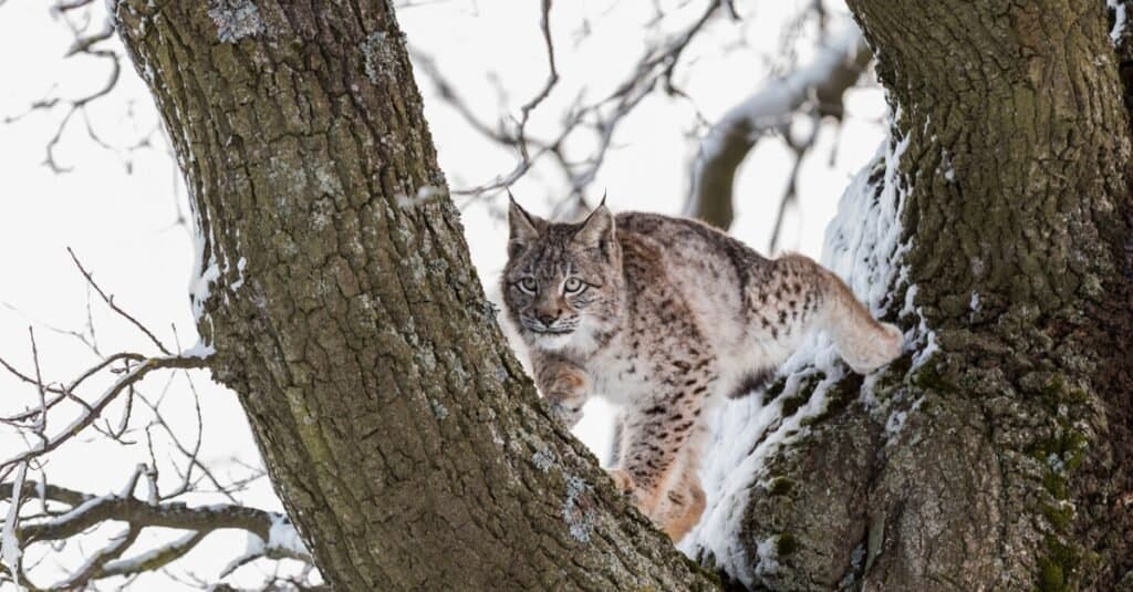 eurasian lynx stalking in tree