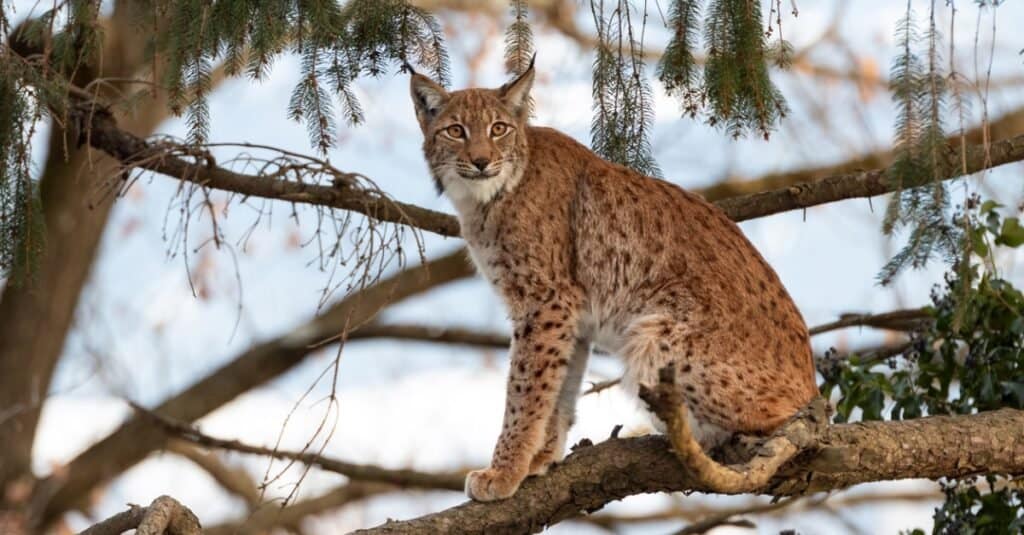 eurasian lynx sitting in tree