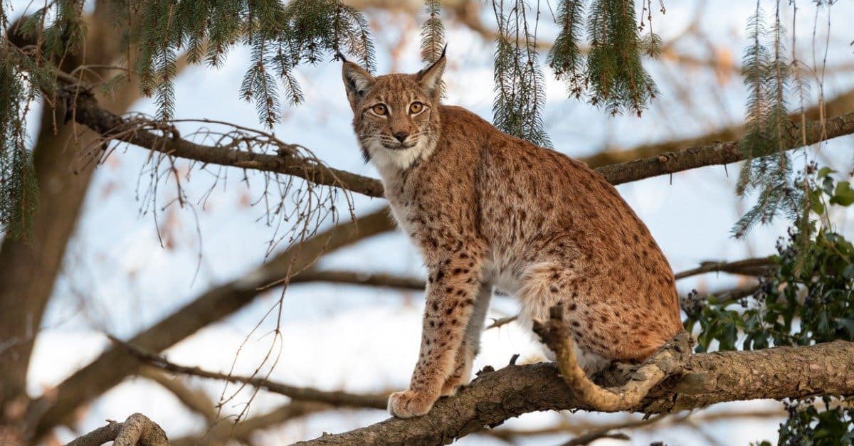 10 Incredible Lynx Facts - A-Z Animals